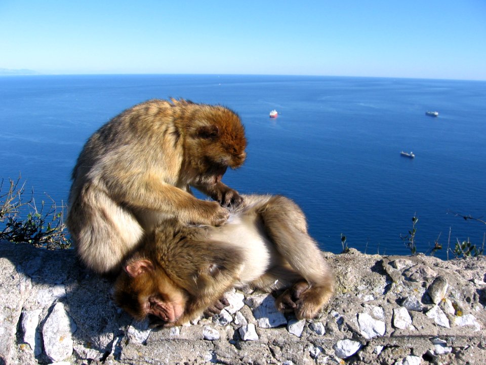 Gibraltar, monkey grooming another