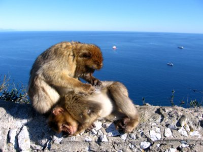 Gibraltar, monkey grooming another