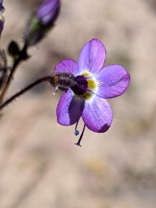 Gilia brecciarum neglecta 72250307