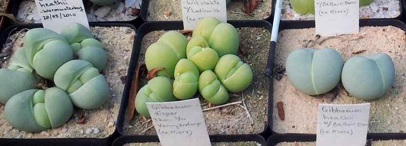 Gibbaeum heathii varieties