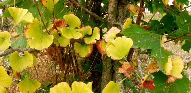 Gingko biloba au Jardin Agronomique Tropical - feuilles 6