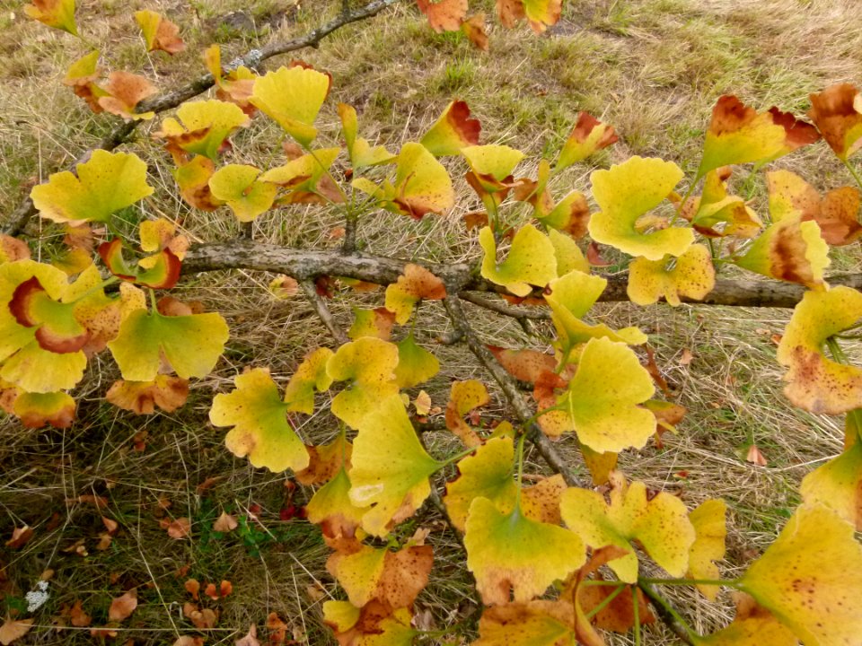 Gingko biloba au Jardin Agronomique Tropical - feuilles 5