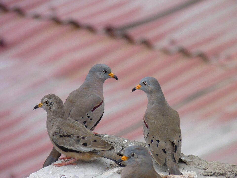 Pigeons plomas urban