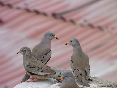 Pigeons plomas urban photo