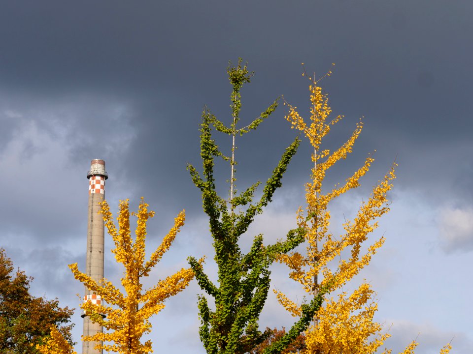 Ginkgo biloba in the Invalidenpark 2019-10-25 06