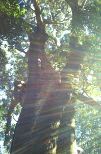 Giant Black Ironwood tree - Olea capensis - Fernwood forest Cape Town photo