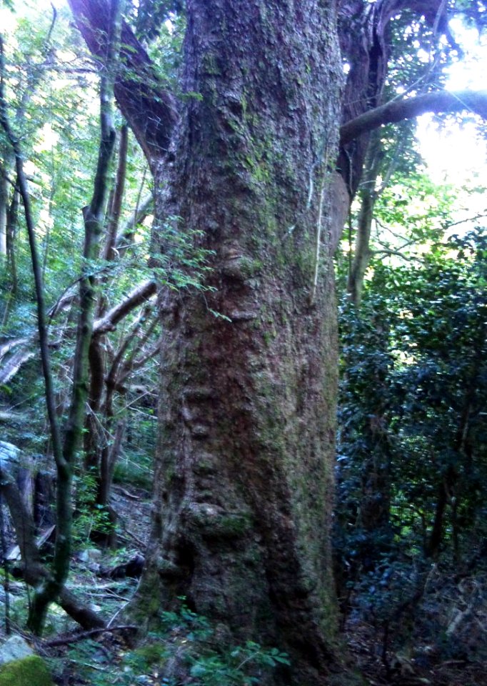 Giant Olinia ventosa tree - fernwood indigenous forests Cape Town
