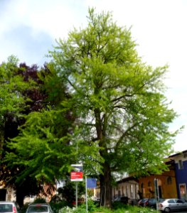 Ginkgo Bahnhof Passau