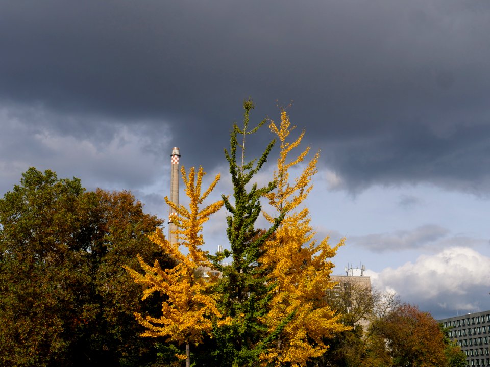 Ginkgo biloba in the Invalidenpark 2019-10-25 03