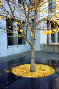 Ginkgo - Napa, California - DSC03175