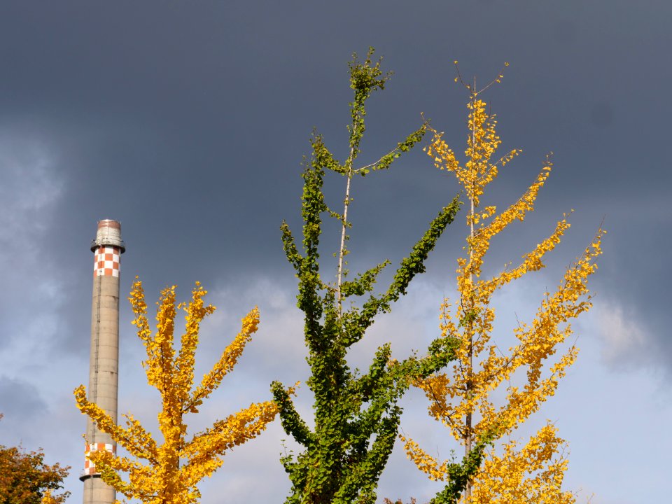Ginkgo biloba in the Invalidenpark 2019-10-25 02