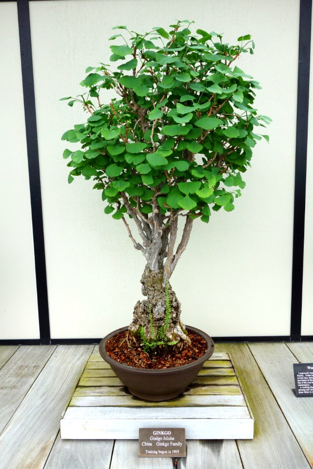 Ginkgo biloba bonsai - Longwood Gardens - DSC01260