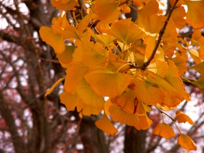 Ginkgo biloba in autumn color, Homewood Cemetery, Pittsburgh photo