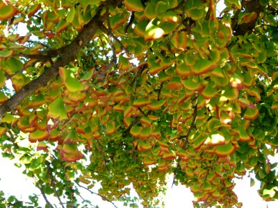 Ginkgo biloba au bord de la Seine