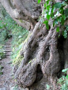 Giant Cunonia capensis trees in Cape Town indigenous forests 2