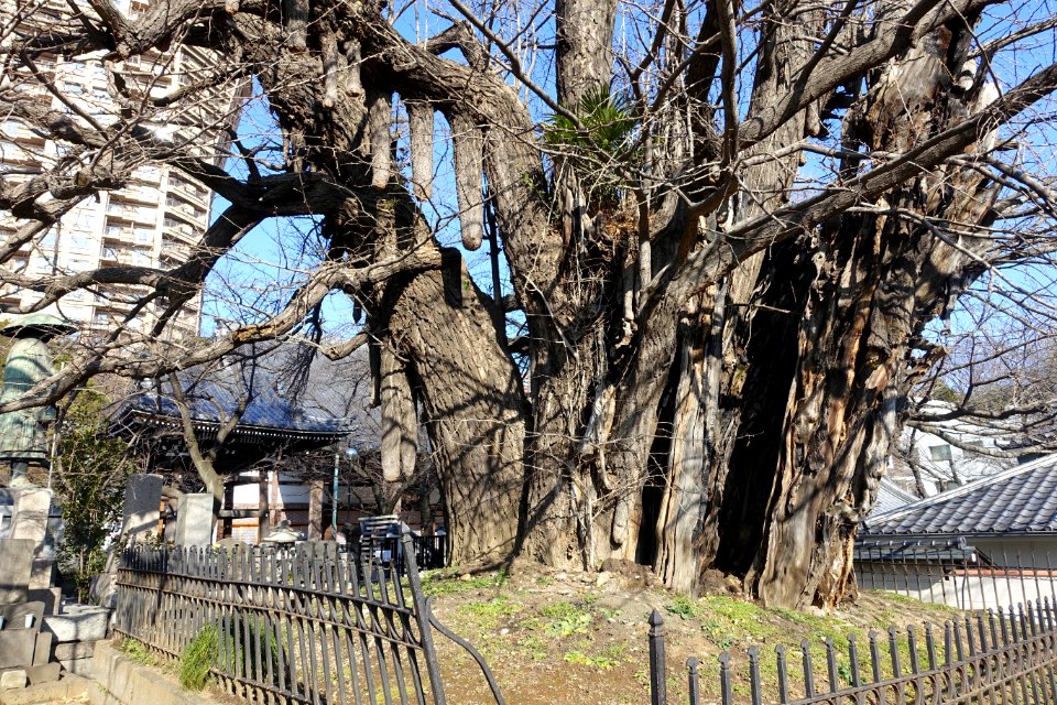 Giant Ginkgo Tree - Zenpukuji - Minato, Tokyo - DSC06818