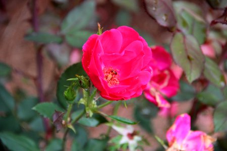 Gibbs Gardens rose, May 2017