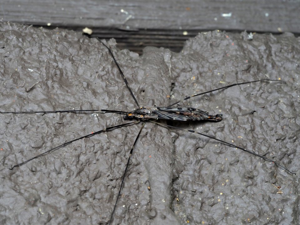 Giant Crane Fly (Tipula abdominalis) 01