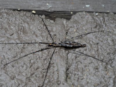 Giant Crane Fly (Tipula abdominalis) 01