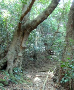 Giant Cunonia capensis trees in Cape Town indigenous forests photo