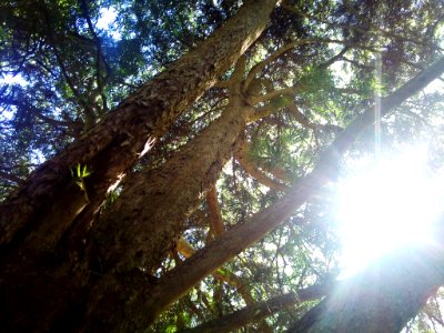 Giant Henkels Yellowwood tree - South Africa