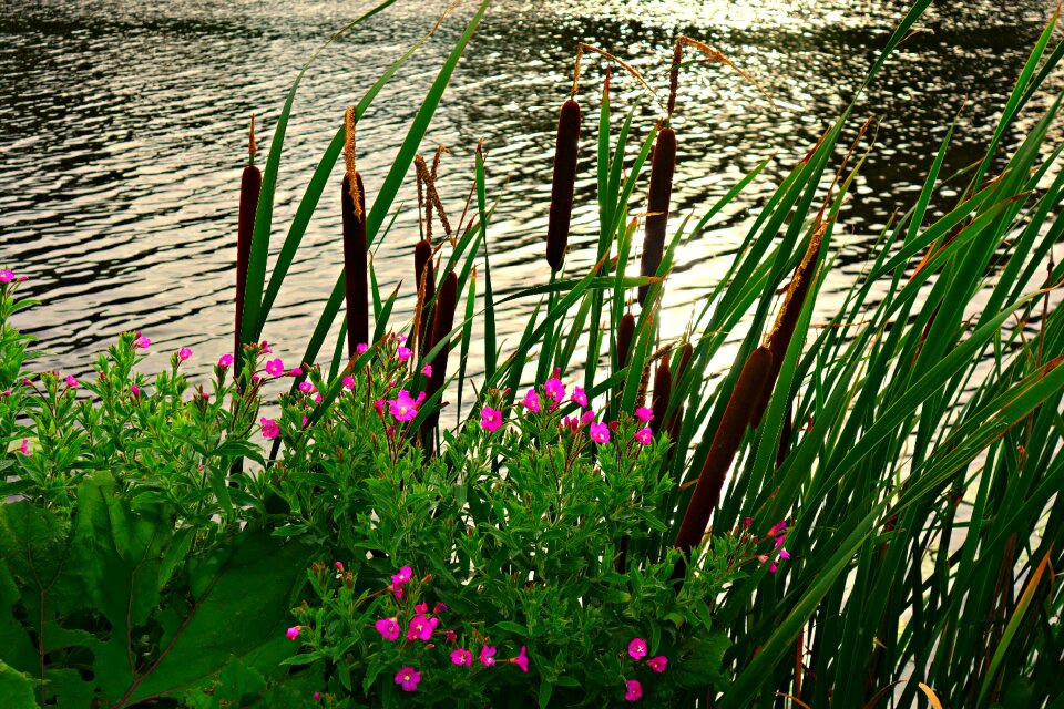 Reeds vegetation water's edge