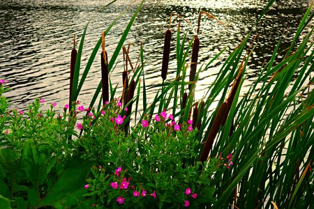 Reeds vegetation water's edge