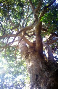 Giant Ilex mitis tree - South Africa