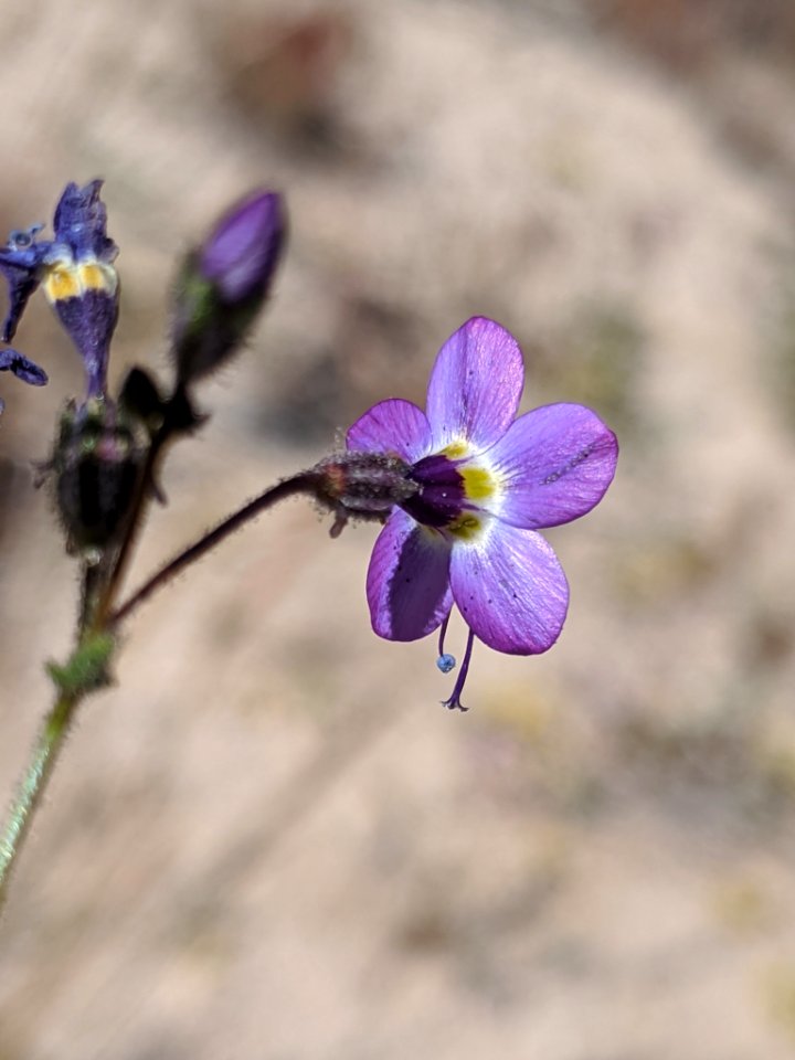 Gilia brecciarum neglecta 72250315