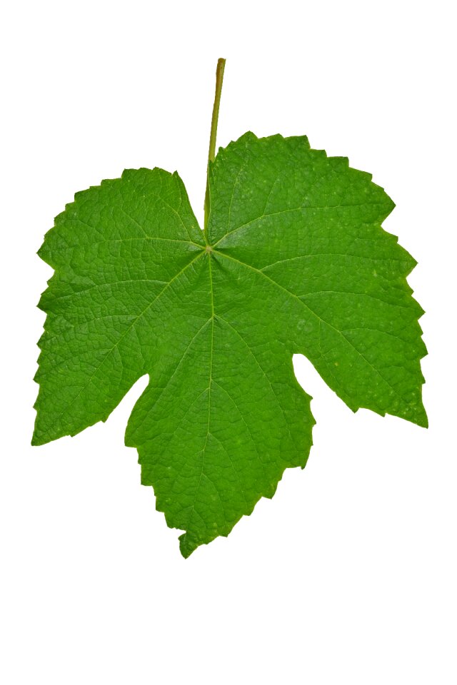 Green garden plant