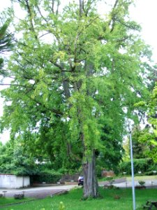 Ginkgo Trapp 2