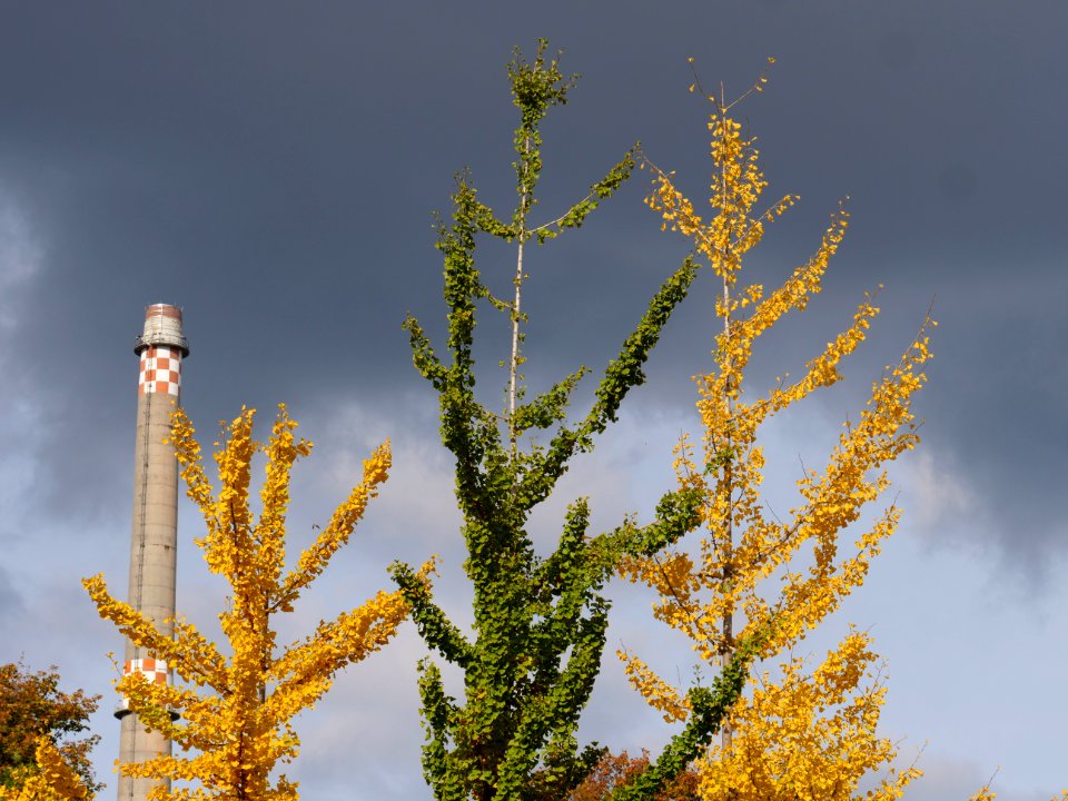 Ginkgo biloba in the Invalidenpark 2019-10-25 01