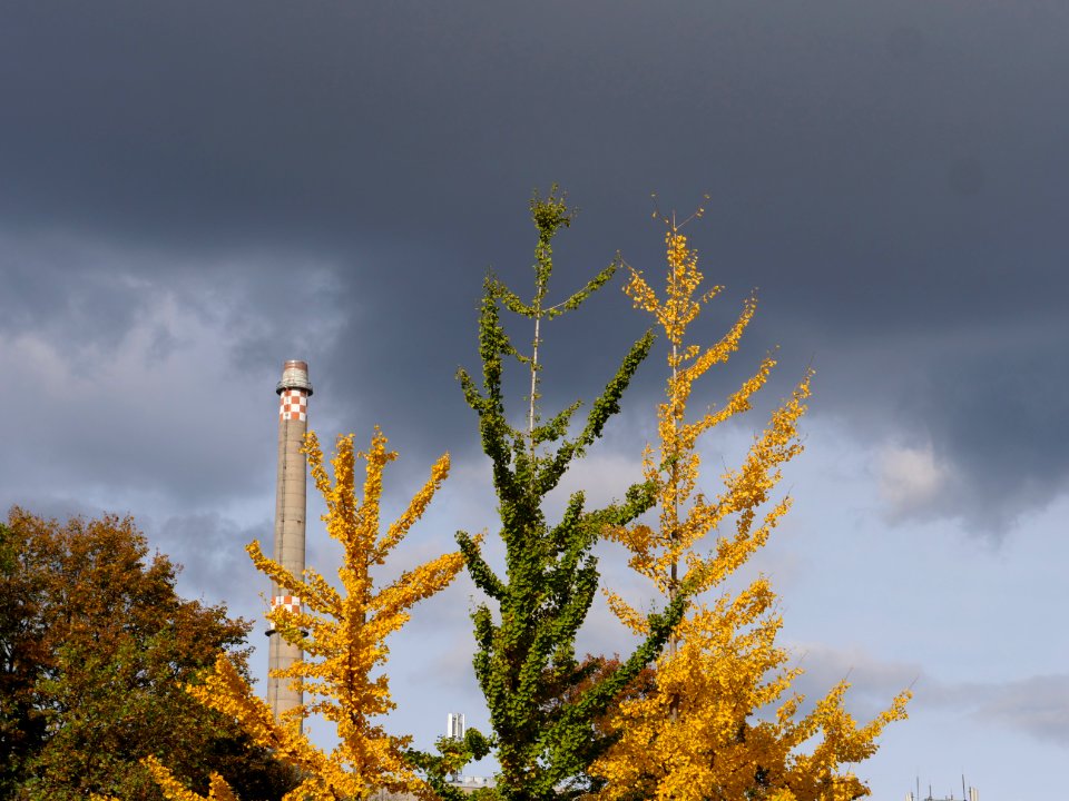 Ginkgo biloba in the Invalidenpark 2019-10-25 05