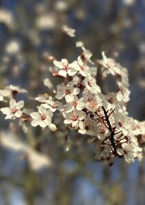 Bloom blooming tree