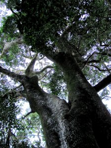 Giant Ironwood Tree - Olea capensis macrocarpa - Newlands Forest - Cape Town 1 photo