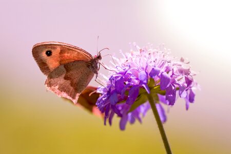 Pigeon scabious scabiosa columbaria maniola jurtina