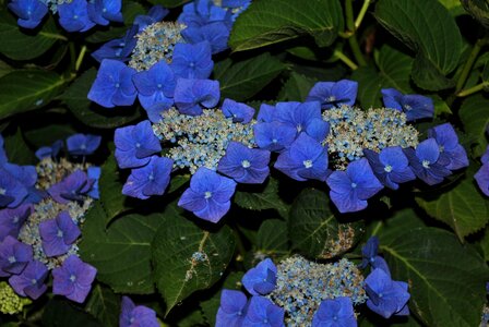 Flower summer hydrangea