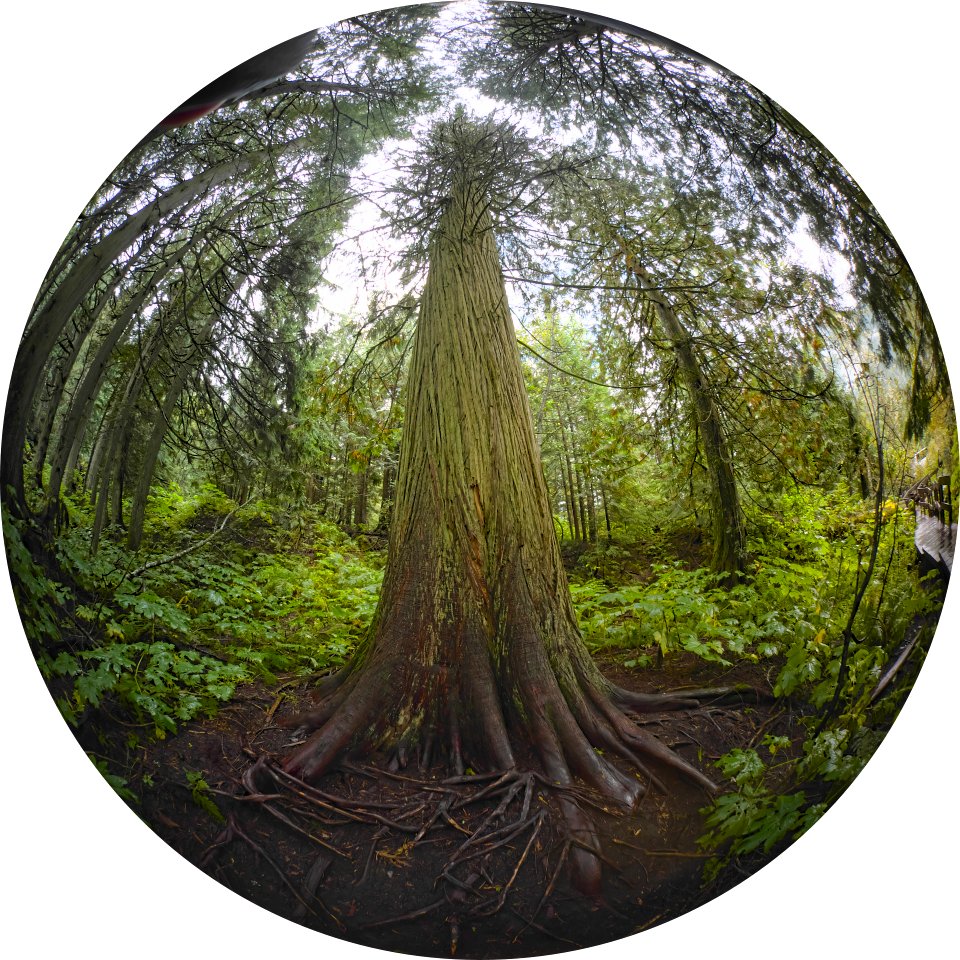Giant.Cedar.Revelstoke.P1022380