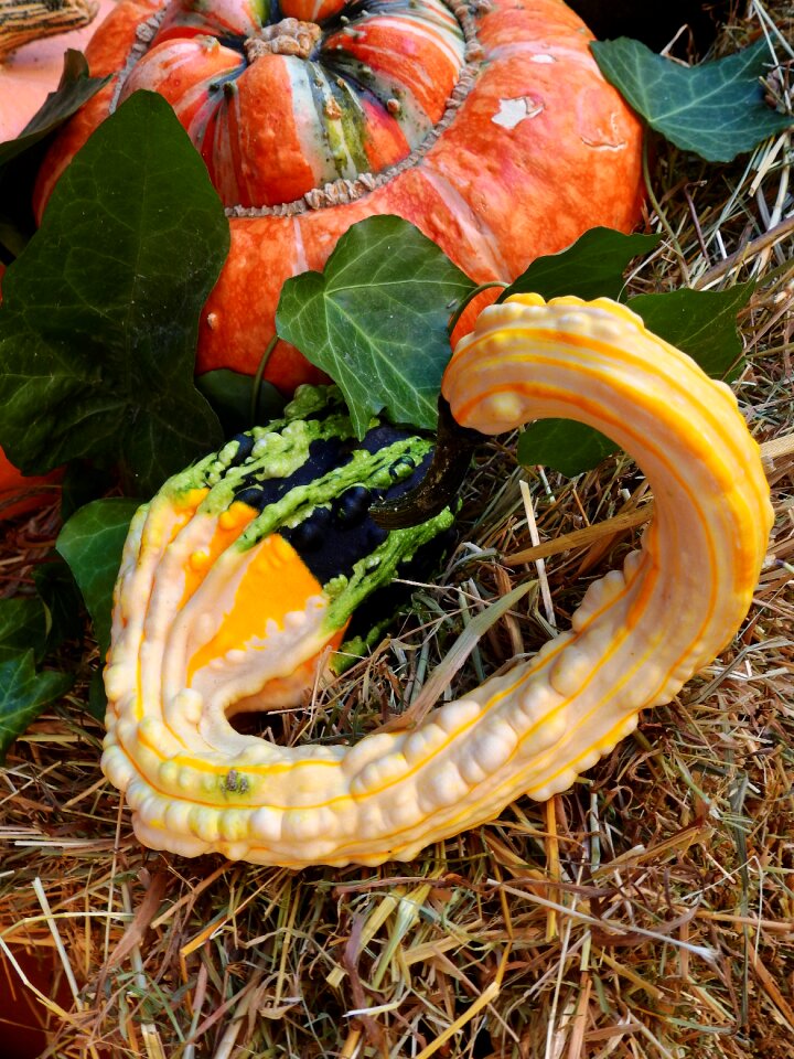 Decoration vegetables harvest