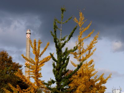 Ginkgo biloba in the Invalidenpark 2019-10-25 07