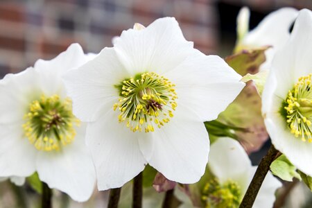 Blossom bloom bloom