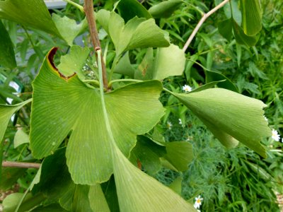Ginkgo biloba feuilles parc floral