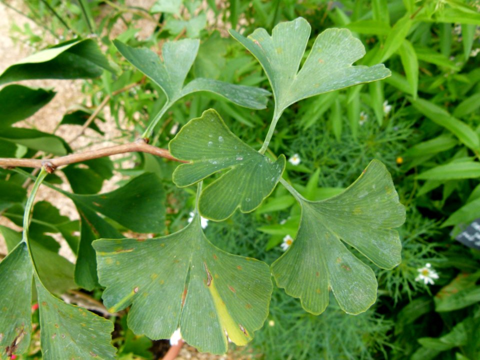 Ginkgo biloba feuilles 2