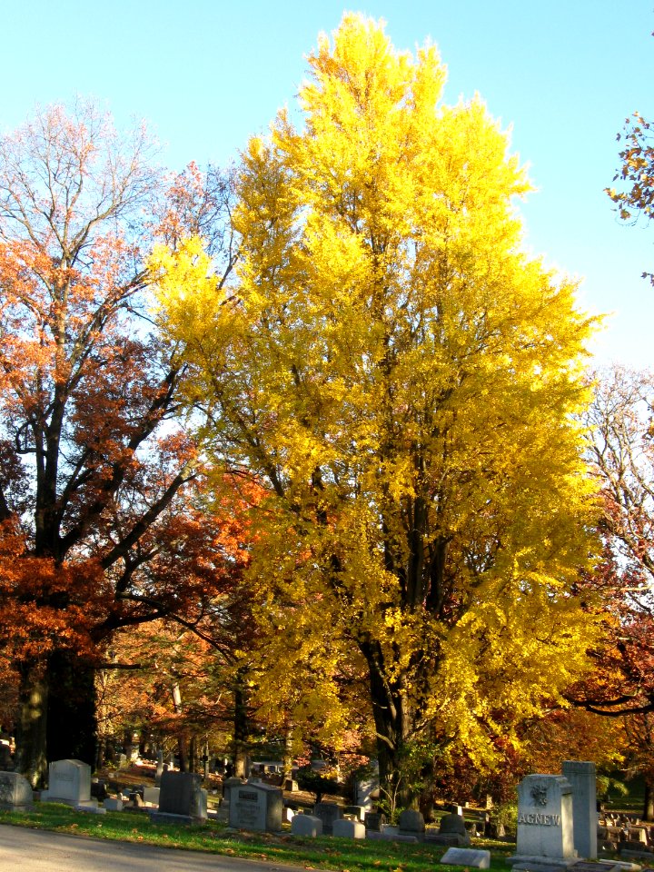 Ginkgo biloba, Homewood Cemetery, 2020-11-08, 02