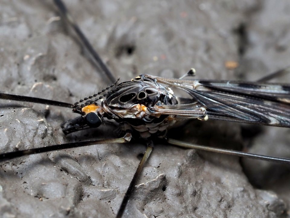 Giant Crane Fly (Tipula abdominalis) 02