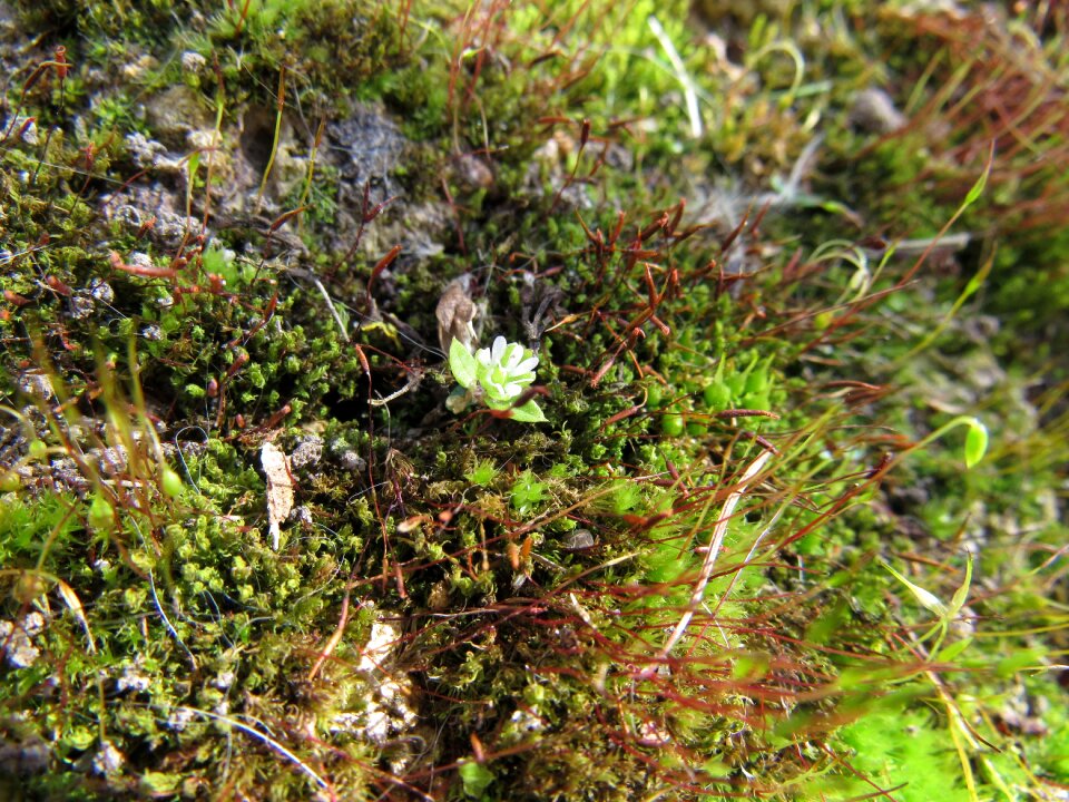 Moss microclimate close up