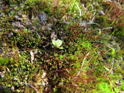 Moss microclimate close up