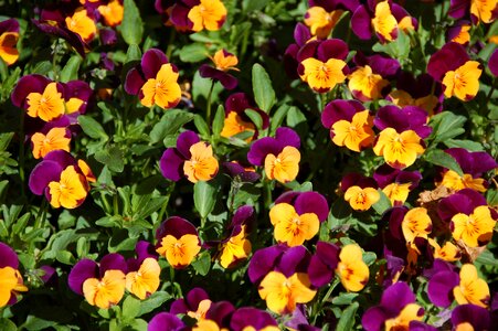 Holland red yellow
