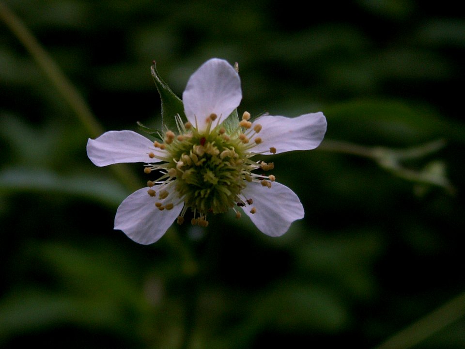 Geum canadense 2014-06-21 Frick Park 01