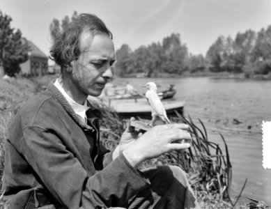 Gev. witte spreeuw door beeldhouwer J. F. van Huisstede uit Nederhorst, Bestanddeelnr 905-7699